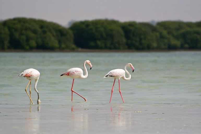 Qatar attaches great importance to preserve biological diversity
