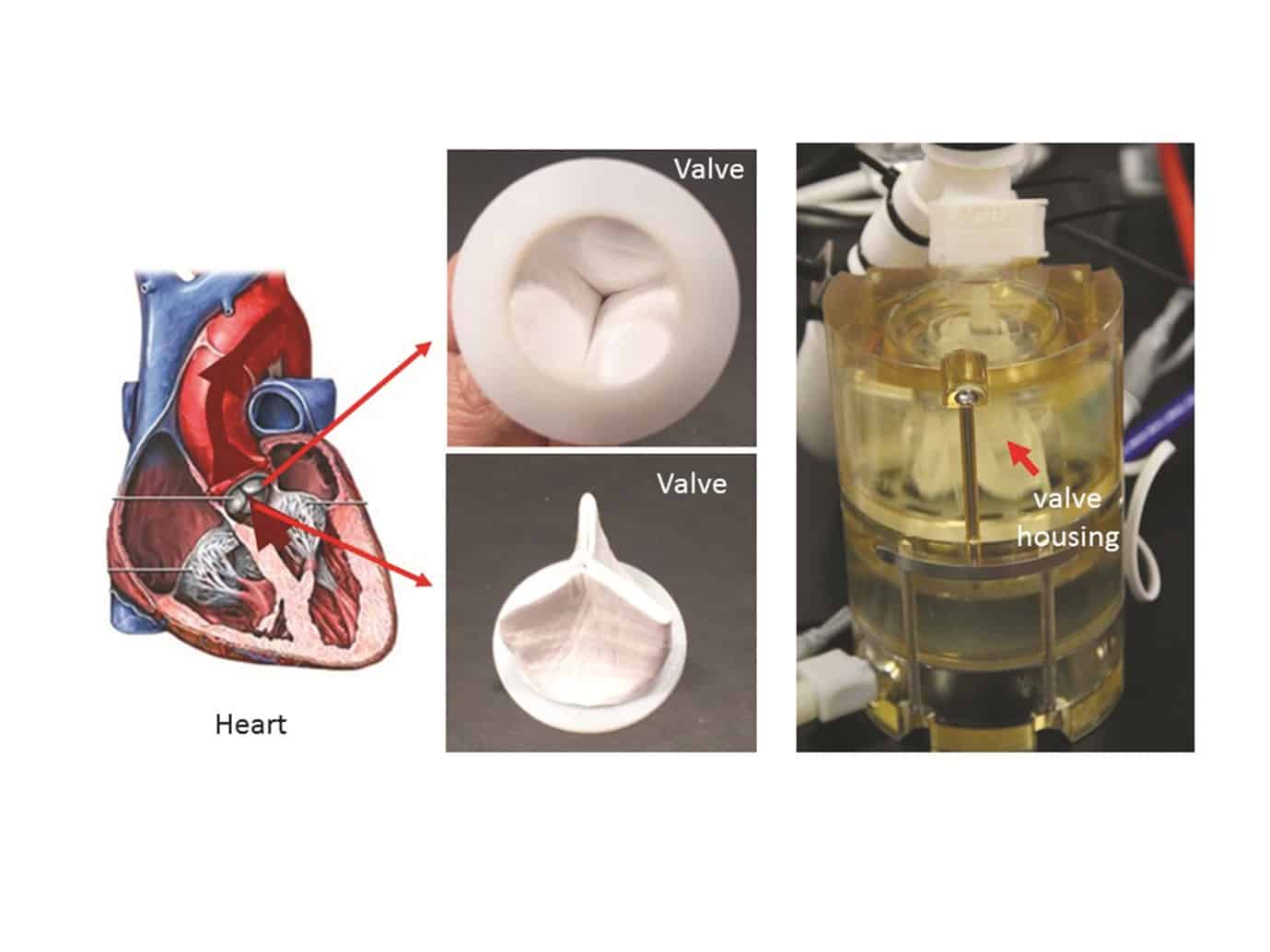 QU teams up with researchers to develop living heart valves