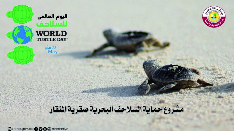 Qatar committed to protecting endangered species of turtles