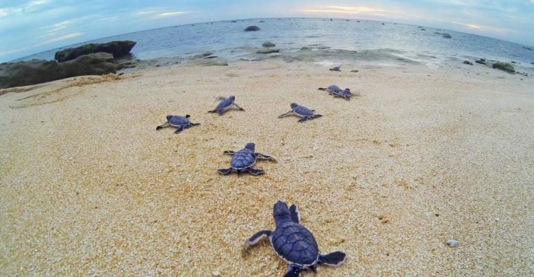 Qatar committed to protecting endangered species of turtles Qatar committed to protecting endangered species of turtles