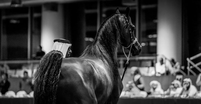 AlShaqab’s Arabian beauty horses in Menton, France AlShaqab’s Arabian beauty horses in Menton, France