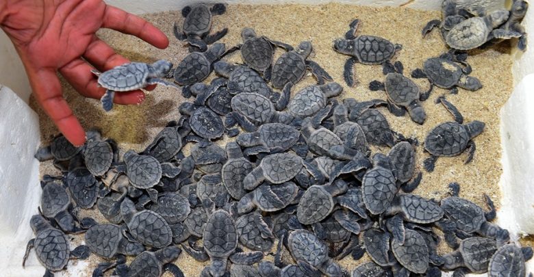 MME organizes an awareness campaign for turtle hatchery season MME organizes an awareness campaign for turtle hatchery season