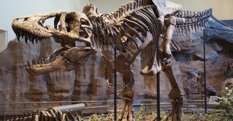 Giant fossil of foot of a dinosaur Discovered in China Giant fossil of foot of a dinosaur Discovered in China