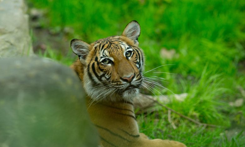 Tiger at New York’s Bronx Zoo tests positive for COVID-19
