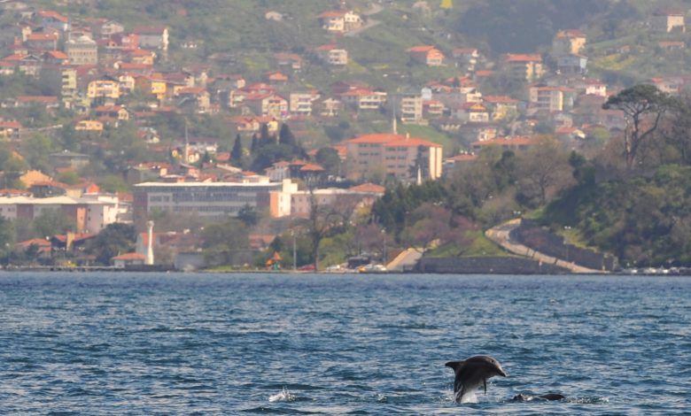 Dolphins reclaim Bosphorus in Istanbul Dolphins reclaim Bosphorus in Istanbul