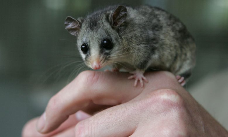 14 Beautiful Animals That Could Disappear soon 14 Beautiful Animals That Could Disappear soon
