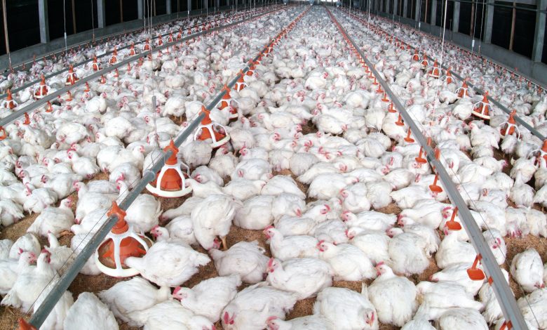 Raising poultry production locally to 10 million annually Raising poultry production locally to 10 million annually