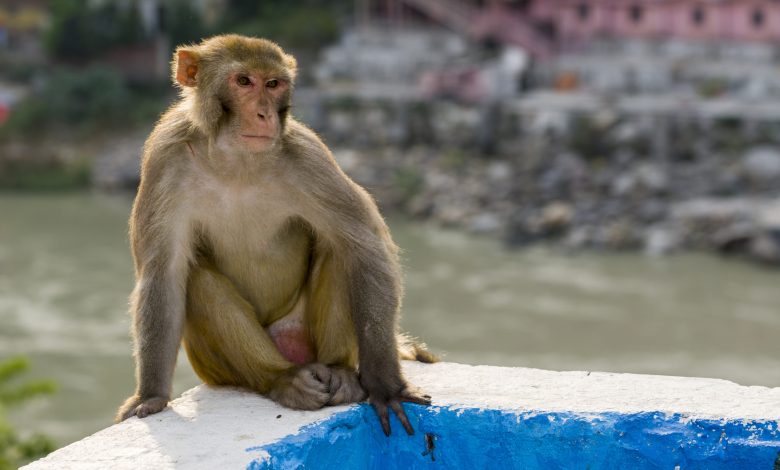 Monkeys infected with COVID-19 develop antibodies, a positive sign for vaccines Monkeys infected with COVID-19 develop antibodies, a positive sign for vaccines