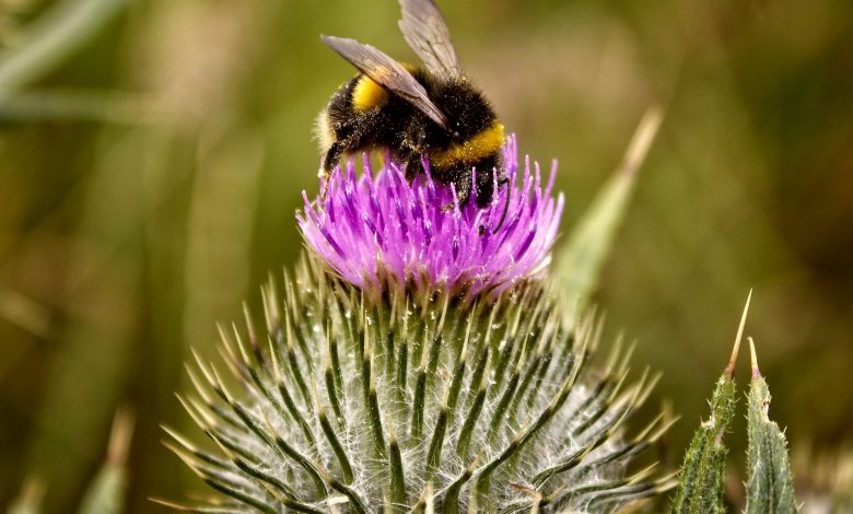 A corona-like virus that kills bees A corona-like virus that kills bees