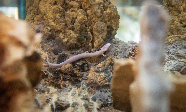 'Baby dragons' .. Mysterious little creatures that baffle scientists 'Baby dragons' .. Mysterious little creatures that baffle scientists