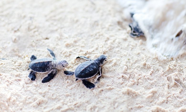 First case of endangered sea turtles hatching recorded First case of endangered sea turtles hatching recorded