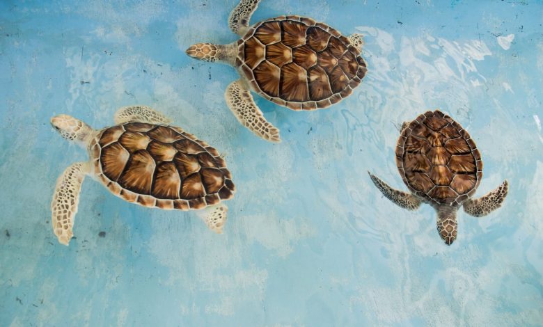 Brown turtles appear for the first time in Qatar Brown turtles appear for the first time in Qatar