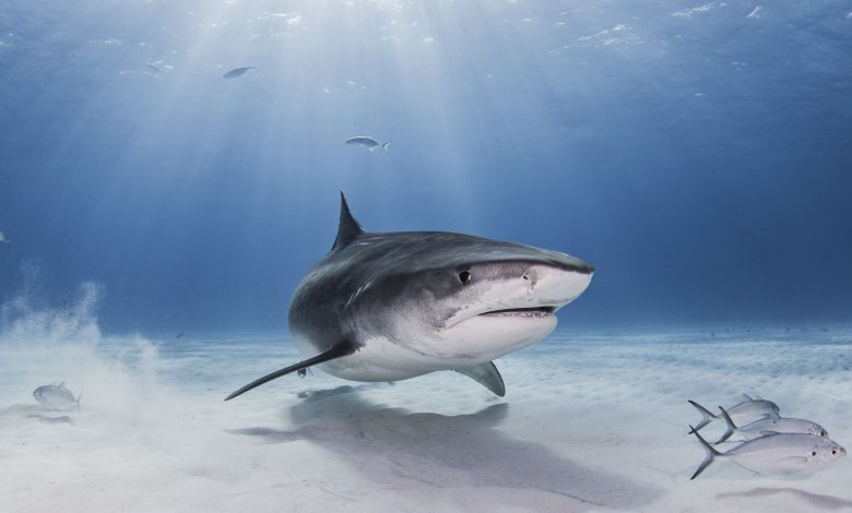 A surfer dies in a 3-meter shark attack in Australia A surfer dies in a 3-meter shark attack in Australia