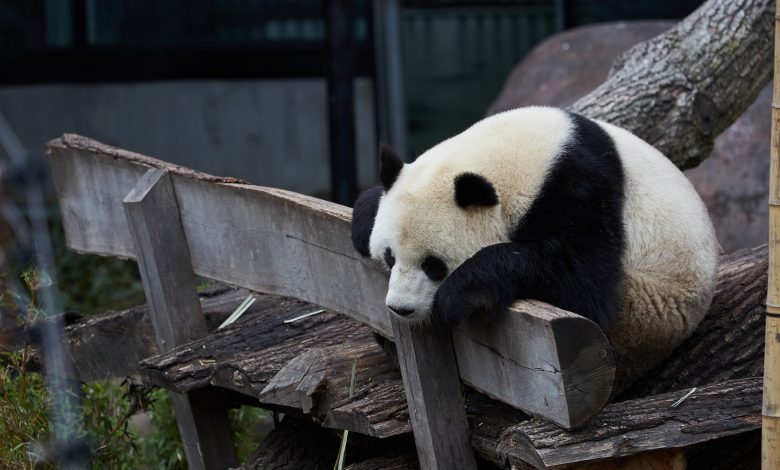 Panda escapes confinement in Copenhagen zoo Panda escapes confinement in Copenhagen zoo