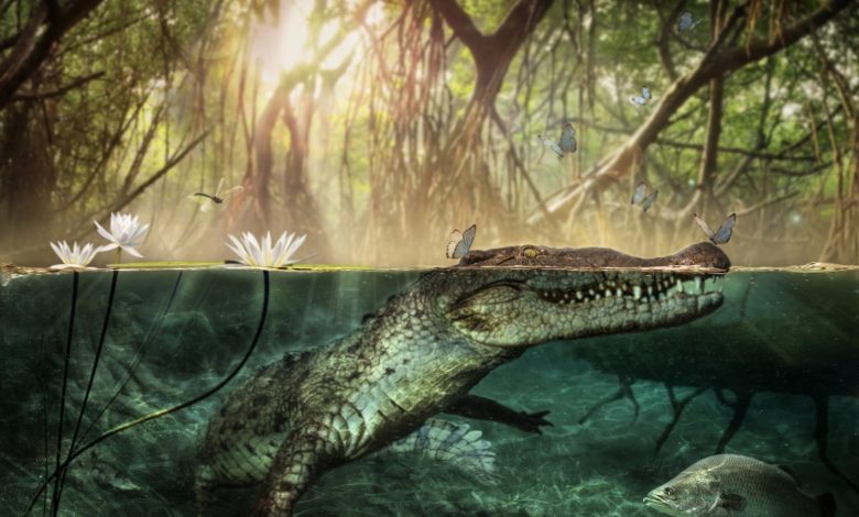 Crocodiles traveled from Africa across the Atlantic Ocean to settle in America .. Here is the full story Crocodiles traveled from Africa across the Atlantic Ocean to settle in America .. Here is the full story