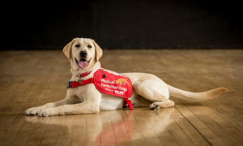 Dogs are being trained to sniff out coronavirus cases Dogs are being trained to sniff out coronavirus cases