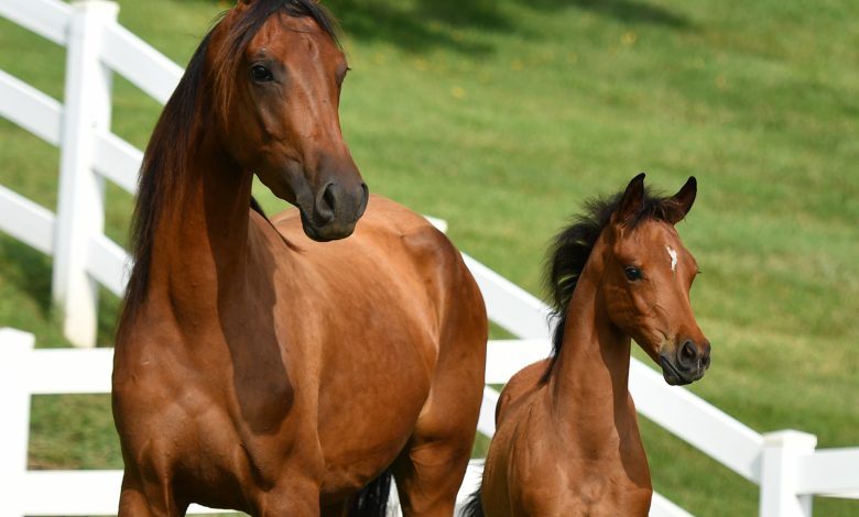 WCM-Q research helps shed light on genetic heritage of Arabian Horse WCM-Q research helps shed light on genetic heritage of Arabian Horse