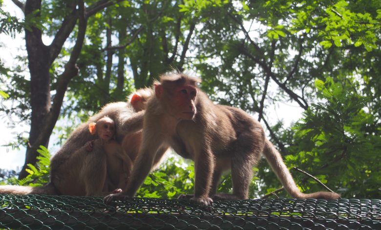 Family killed in India after monkeys 'violently shook' wall that collapsed on them Family killed in India after monkeys 'violently shook' wall that collapsed on them