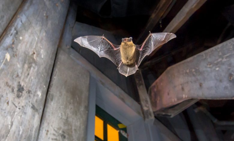 How bats carry the Coronavirus and are not affected by it? How bats carry the Coronavirus and are not affected by it?