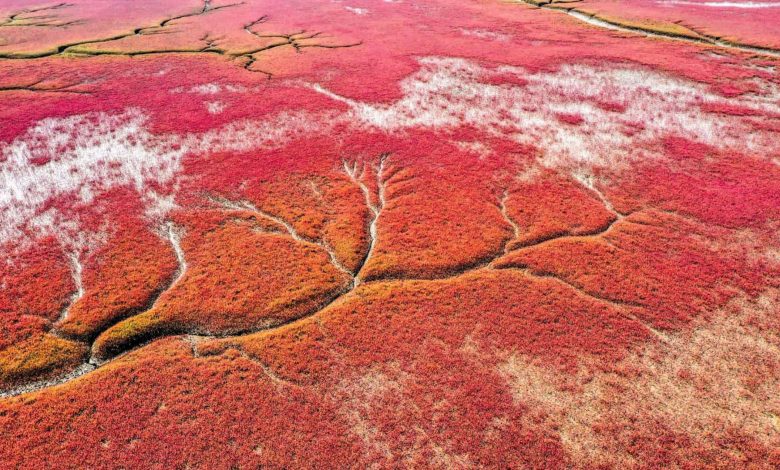 "Red Beach" in China .. "Unusual" romance on crimson flats "Red Beach" in China .. "Unusual" romance on crimson flats