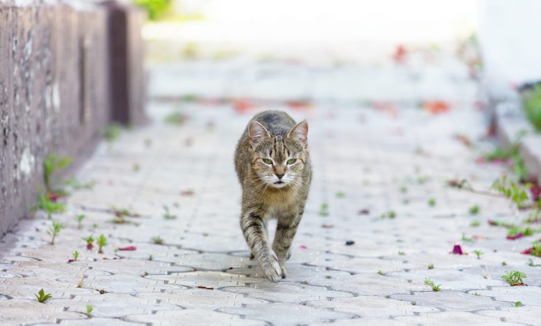 A cat accused of drug trafficking escapes from prison A cat accused of drug trafficking escapes from prison
