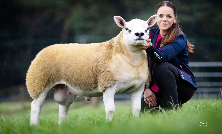 The world's most expensive sheep is more expensive than a Ferrari The world's most expensive sheep is more expensive than a Ferrari