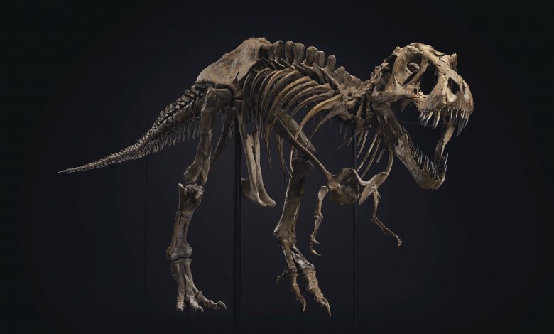 New species of dinosaurs buried alive about 125 million years ago discovered in China New species of dinosaurs buried alive about 125 million years ago discovered in China