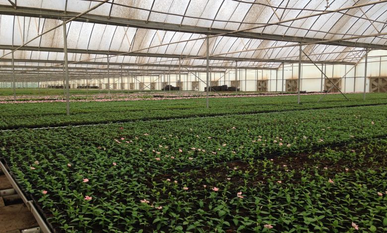 2000 trees planted in Qur'anic Botanic Garden 2000 trees planted in Qur'anic Botanic Garden