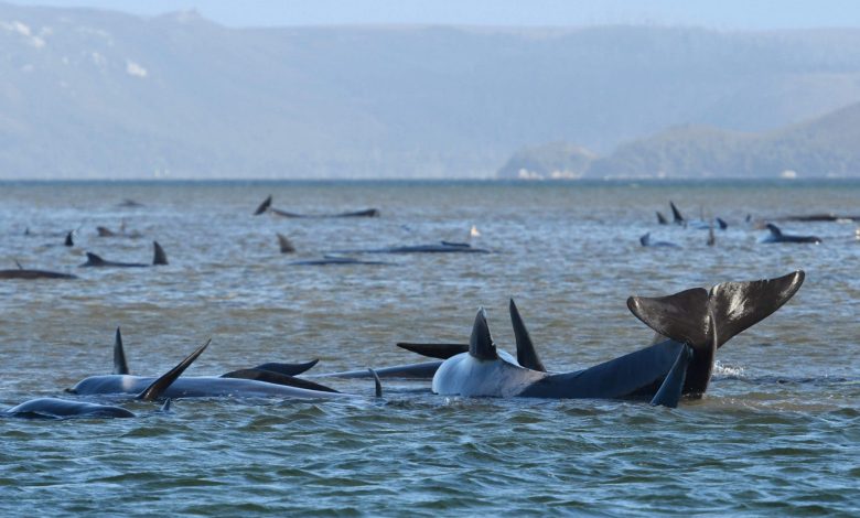 Attempts to rescue 70 whales stranded in Tasmania Bay, South Australia Attempts to rescue 70 whales stranded in Tasmania Bay, South Australia