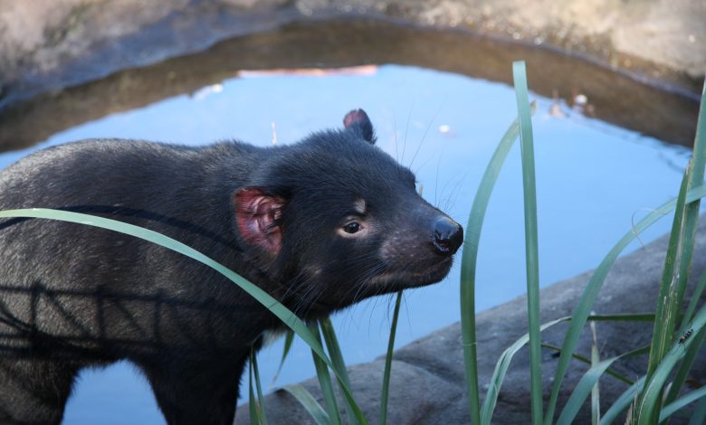 Tasmanian animals return to Australia 3,000 years later Tasmanian animals return to Australia 3,000 years later
