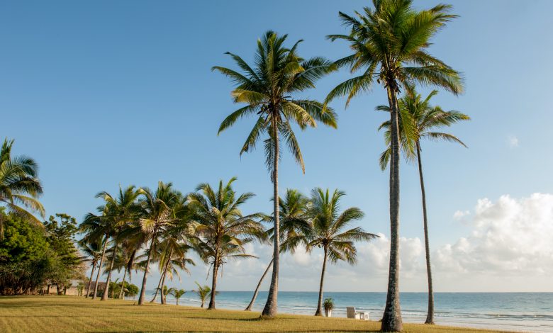 Ministry’s Lab aims to produce 150,000 seedlings of palm trees Ministry’s Lab aims to produce 150,000 seedlings of palm trees
