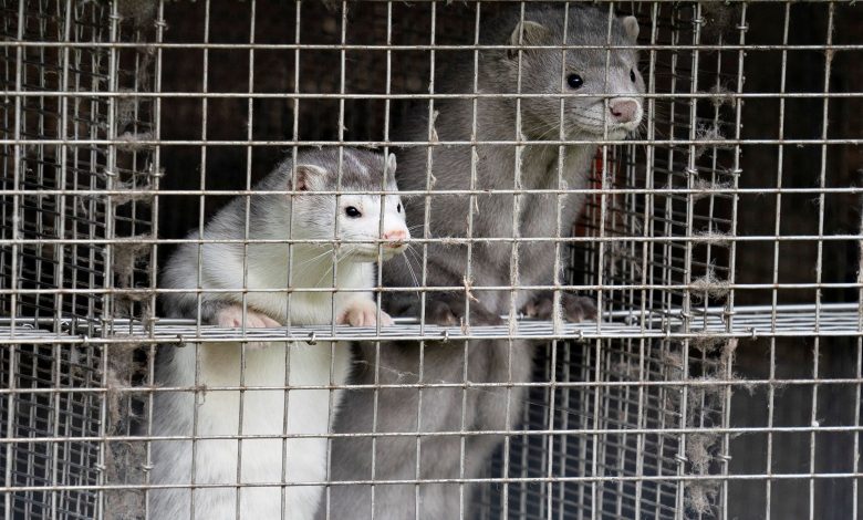 Six countries reported coronavirus on mink farms, WHO says Six countries reported coronavirus on mink farms, WHO says