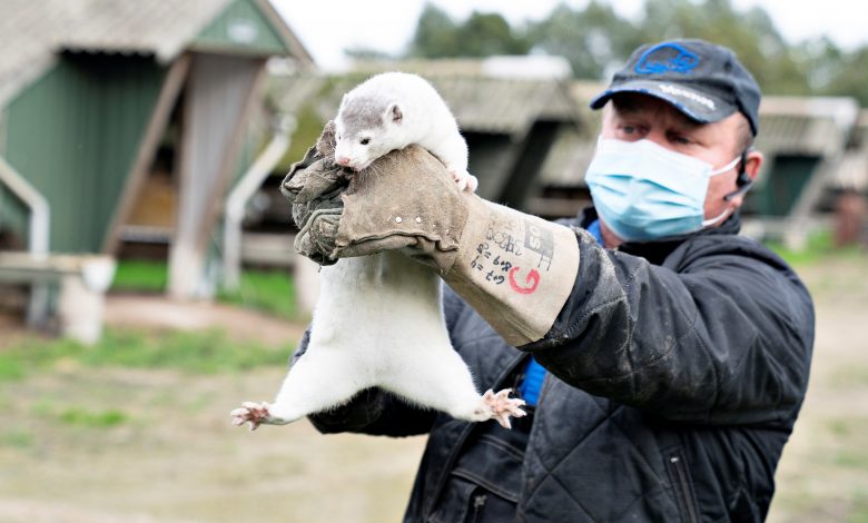 Scientists on guard over 'mutant' mink coronavirus Scientists on guard over 'mutant' mink coronavirus