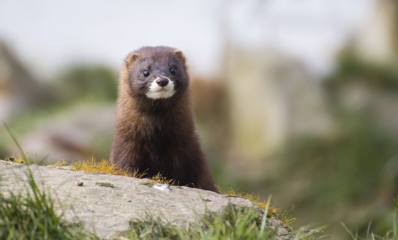 Denmark to cull millions of minks due to Coronavirus Denmark to cull millions of minks due to Coronavirus