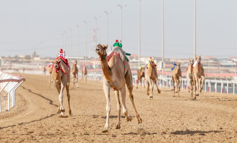 Founder Camel Festival Kicks Off Founder Camel Festival Kicks Off
