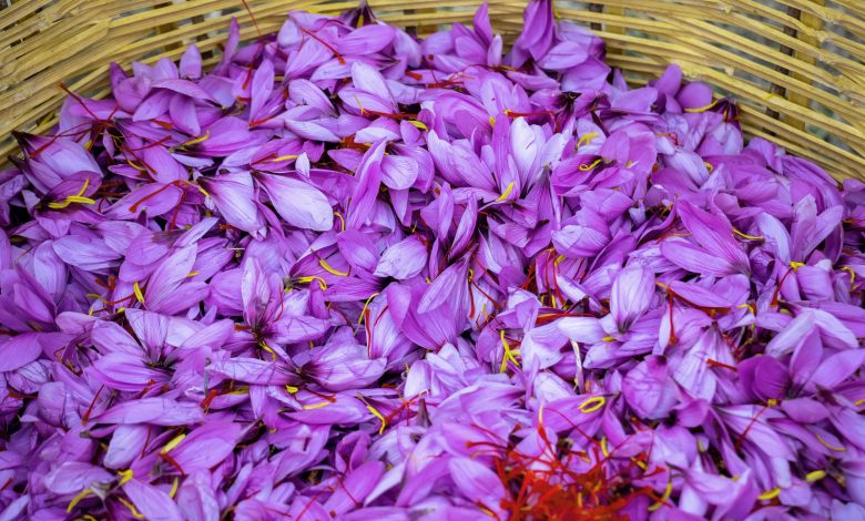 Qatar farm starts harvesting saffron for first time Qatar farm starts harvesting saffron for first time