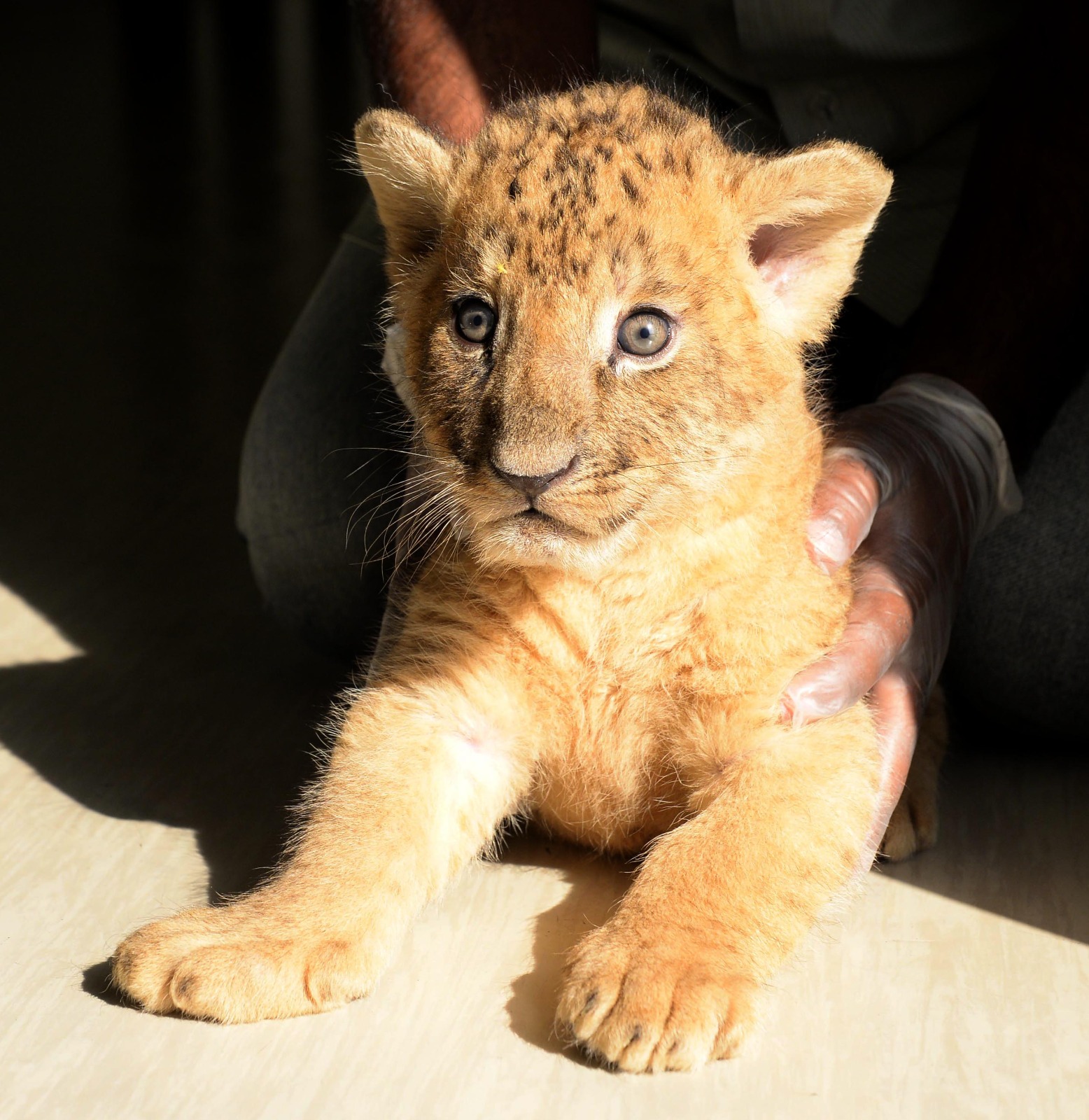 African lion cub born at Al Khor Park Zoo