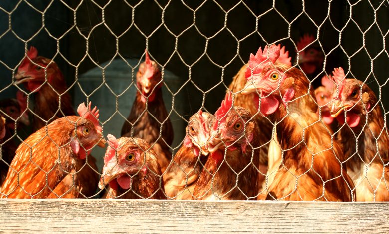 South Korea culls 9.6 million birds due to a new case of highly contagious bird flu South Korea culls 9.6 million birds due to a new case of highly contagious bird flu