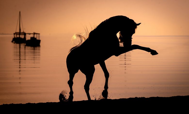 Details of Katara International Arabian Horse Festival Announced Details of Katara International Arabian Horse Festival Announced