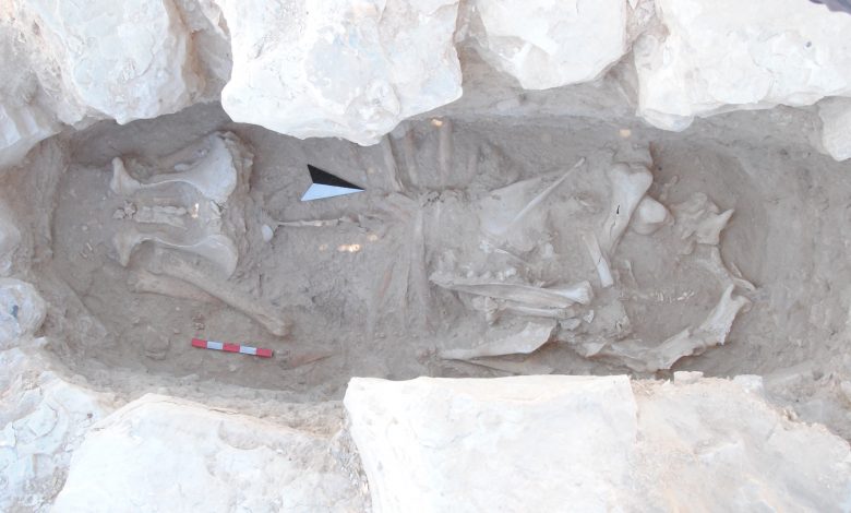 Qatar Museums announces a new archaeological discovery in Al-Aseela Qatar Museums announces a new archaeological discovery in Al-Aseela