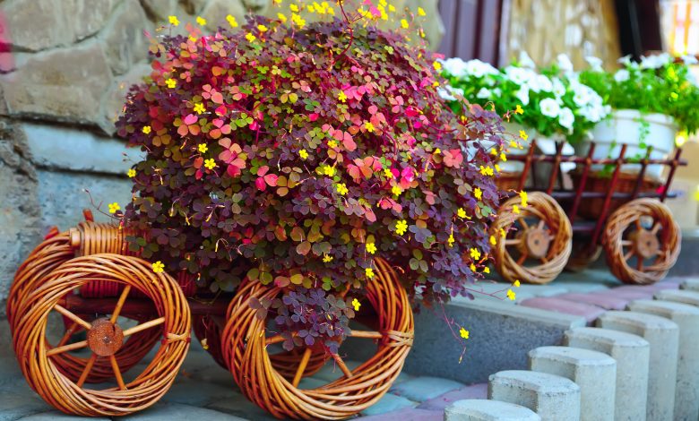 Flower Festival at Souq Waqif begins Flower Festival at Souq Waqif begins