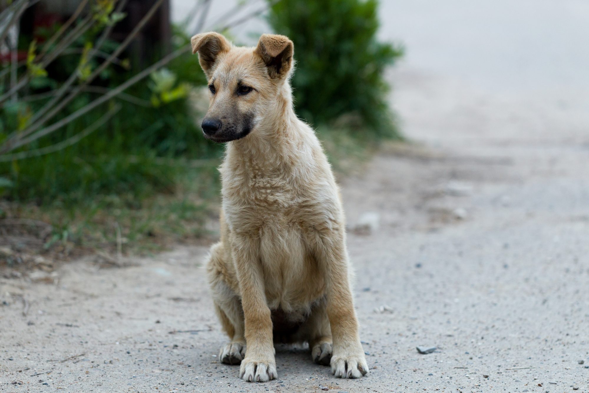 Solution for stray dogs on Qatar streets soon: Ministry