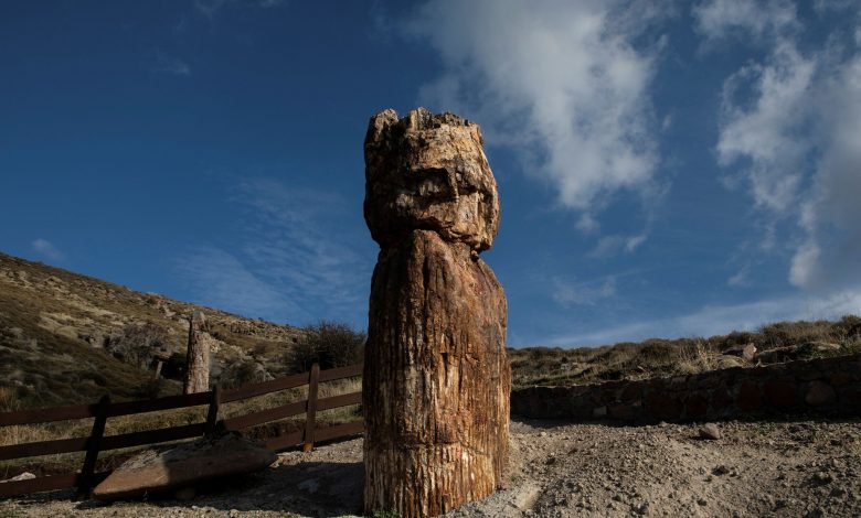 Scientists in Greece find 20 million-year-old petrified tree Scientists in Greece find 20 million-year-old petrified tree