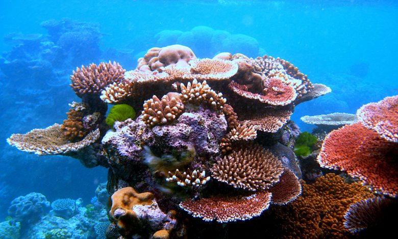 MME Forms Team to Study Protection of Concrete Structures and Artificial Coral Reefs MME Forms Team to Study Protection of Concrete Structures and Artificial Coral Reefs