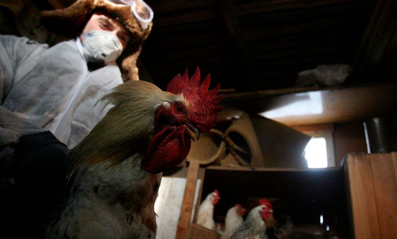 Russia Confirms First Case of Human Infection with H5N8 Strain of Bird Flu Russia Confirms First Case of Human Infection with H5N8 Strain of Bird Flu