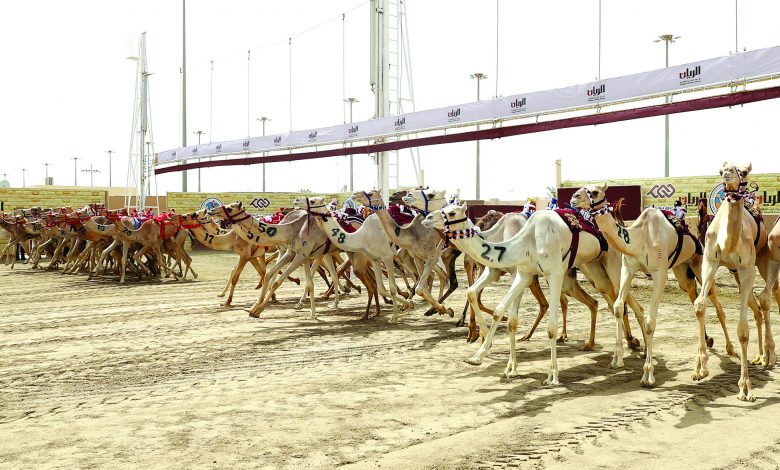 Camel Racing: Amir Festival Sees Six Silver-Trophy Winners Camel Racing: Amir Festival Sees Six Silver-Trophy Winners