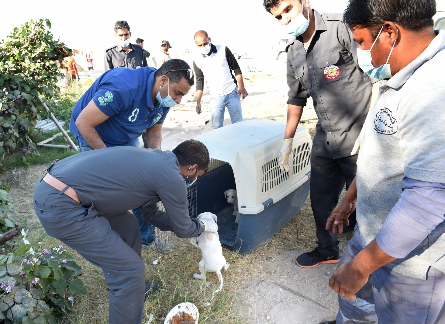 "Rifq" campaign continues to rehabilitate stray dogs