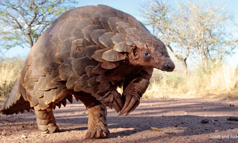 ‘Pangolin’ among possible sources of Coronavirus spread: WHO ‘Pangolin’ among possible sources of Coronavirus spread: WHO