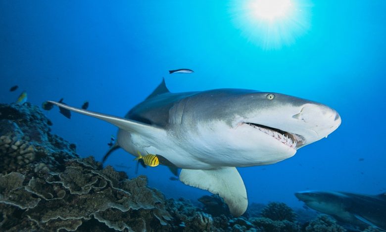 ‘Godzilla’ shark discovered in New Mexico gets formal name ‘Godzilla’ shark discovered in New Mexico gets formal name