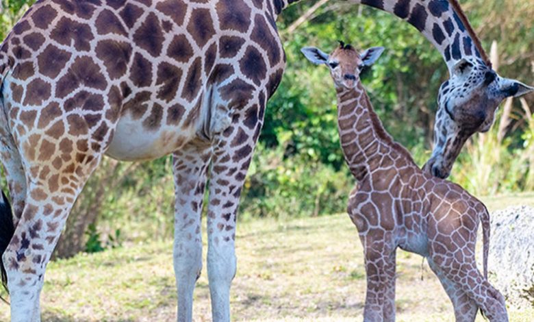 Same dad, two babies: Zoo Miami presents newborn giraffes Same dad, two babies: Zoo Miami presents newborn giraffes